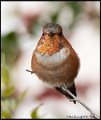 _9SB8989 rufous hummingbird